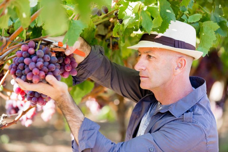 man-standing-in-vineyard-P7WUEMM